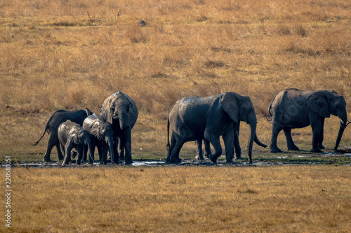 Elephants drinking and refreshing themselfs, Hwenge, Zimbabwe photo