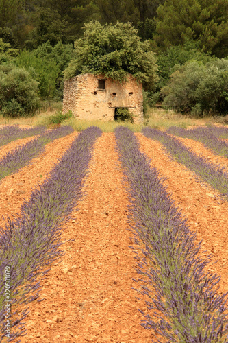 Fototapeta Naklejka Na Ścianę i Meble -  Lavendelfelder