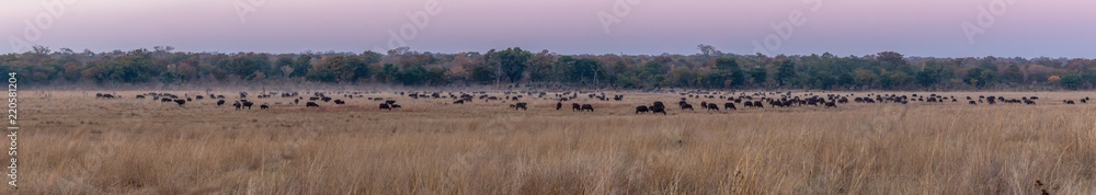 Panorama of a huge bufalo herd right next to campsite, Hwenge national park, Zimbabwe