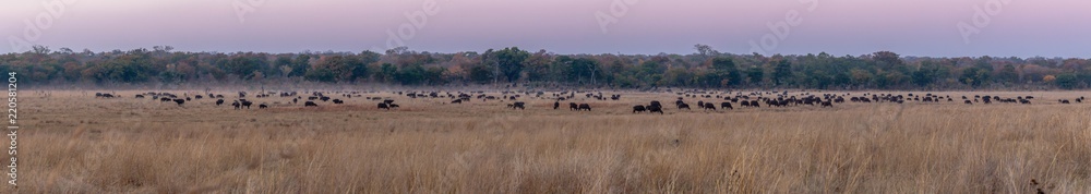 Panorama of a huge bufalo herd right next to campsite, Hwenge national park, Zimbabwe Panorama of a huge bufalo herd right next to campsite, Hwenge national park, Zimbabwe
