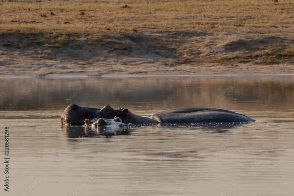 Fototapeta premium Hippos in the water relaxing, Hwenge national park, Zimbabwe