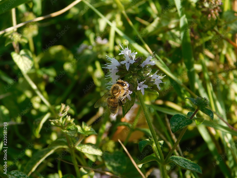 Honey bee on a flower 