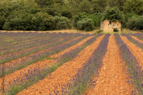 Fototapeta Naklejka Na Ścianę i Meble -  Lavendelfelder