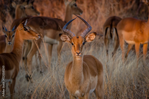 Impala looking straight at camera, Hwenge national park, Zimbabwe photo
