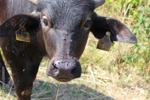 Cute Baby Cow Portrait