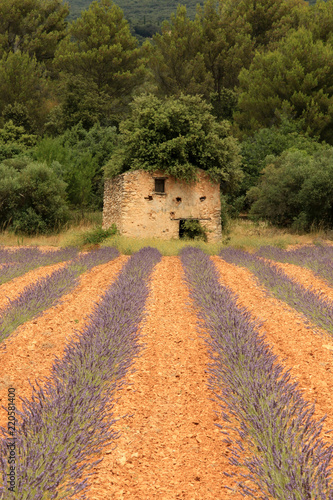 Fototapeta Naklejka Na Ścianę i Meble -  Lavendelfelder