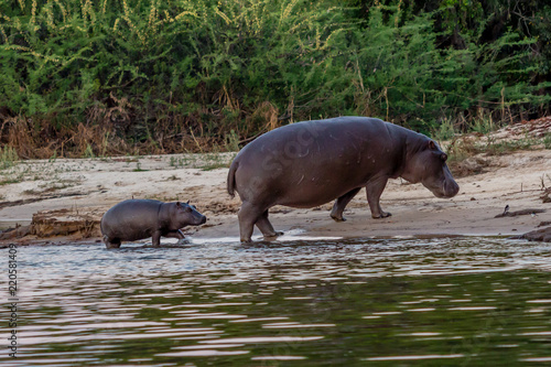 Mother and baby hippo comming out of the water to feed, Victoria Falls, Zimbabwe