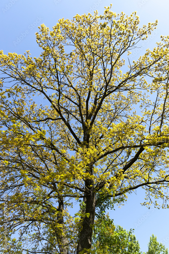 Fototapeta premium beautiful flowering maple