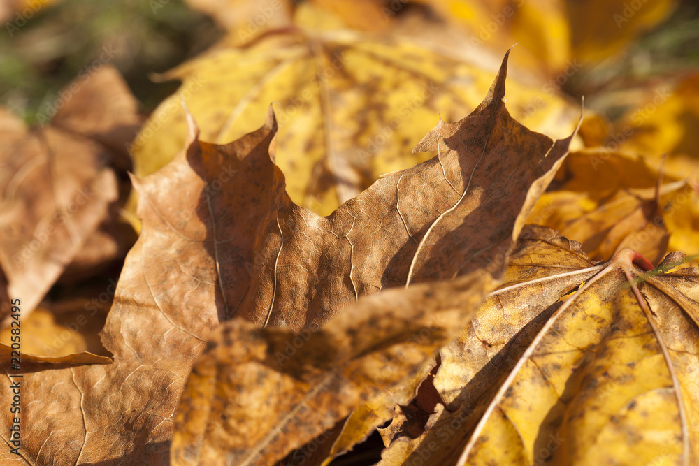 Yellow foliage, autumn Yellow foliage, autumn
