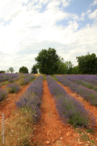 Fototapeta Naklejka Na Ścianę i Meble -  Lavendelfeld in der Provence