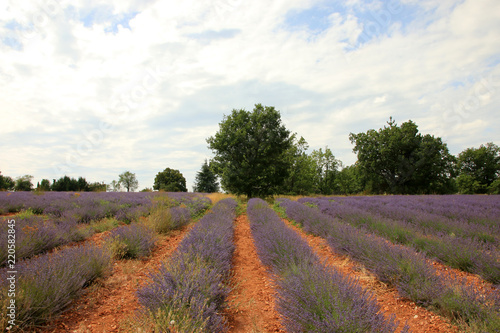 Fototapeta Naklejka Na Ścianę i Meble -  Lavendelfeld in der Provence