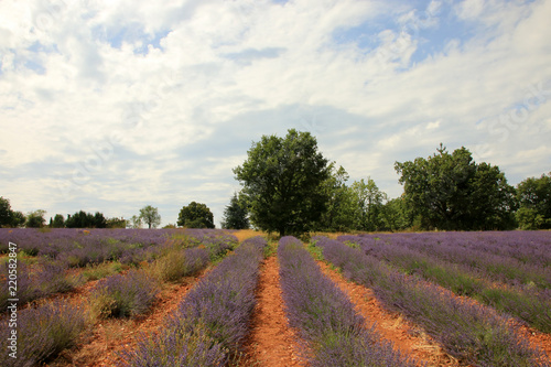 Fototapeta Naklejka Na Ścianę i Meble -  Lavendelfeld in der Provence