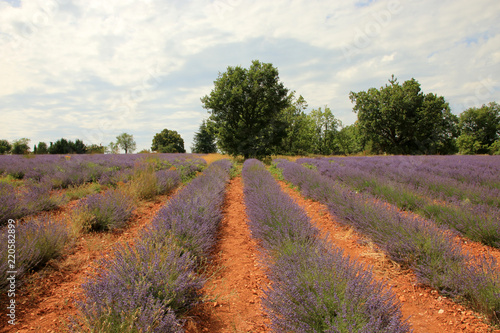Fototapeta Naklejka Na Ścianę i Meble -  Lavendelfeld in der Provence