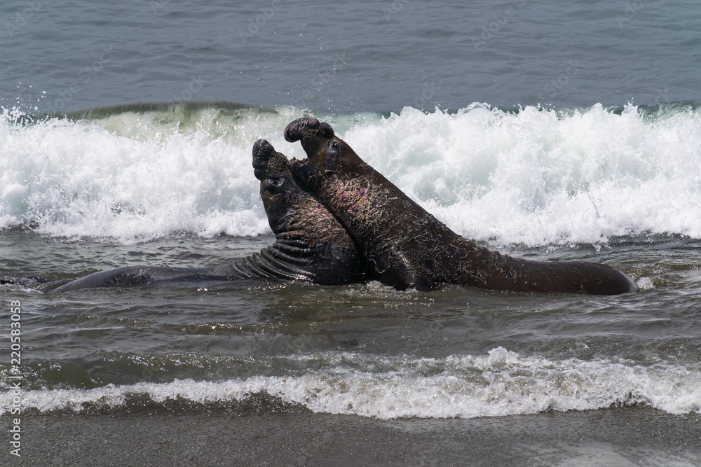 Fototapeta premium Elephant Seals on the California Coast - Piedras Blancas near San Simeon