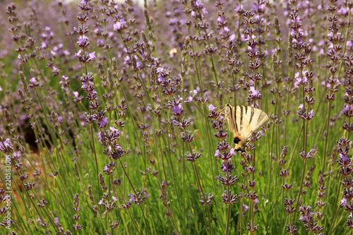 Fototapeta Naklejka Na Ścianę i Meble -  Lavendelfeld in der Provence
