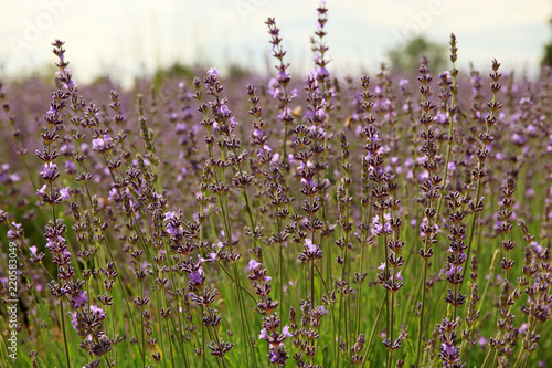 Fototapeta Naklejka Na Ścianę i Meble -  Lavendelfeld in der Provence