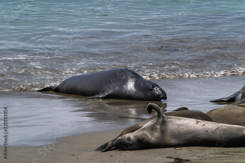 Elephant Seals on the California Coast - Piedras Blancas near San Simeon