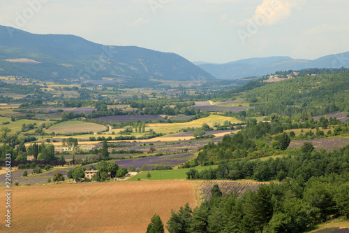 Fototapeta Naklejka Na Ścianę i Meble -  Lavendelfeld in der Provence
