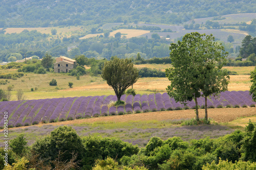 Fototapeta Naklejka Na Ścianę i Meble -  Lavendelfeld in der Provence