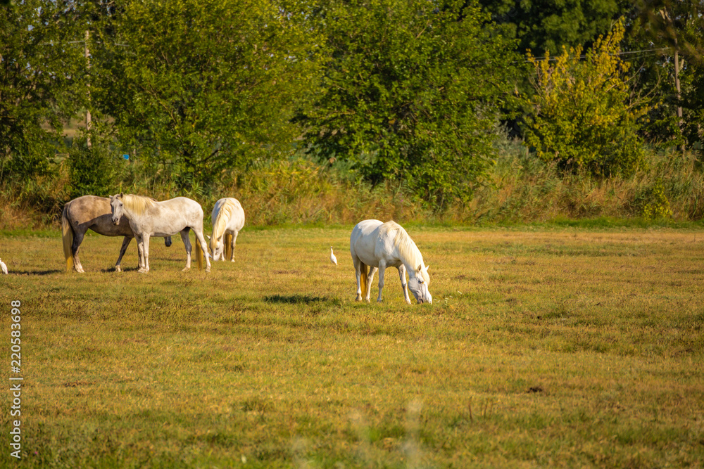 White Heron having a good time with horse White Heron having a good time with horse