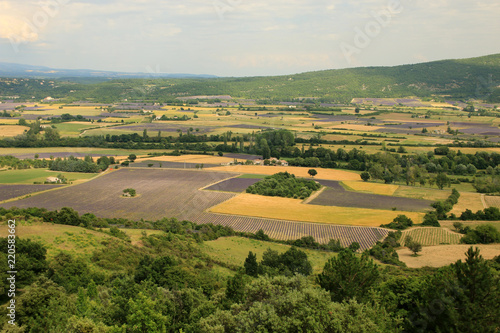 Fototapeta Naklejka Na Ścianę i Meble -  Lavendelfeld in der Provence