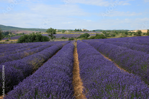 Fototapeta Naklejka Na Ścianę i Meble -  Lavendelfeld in der Provence