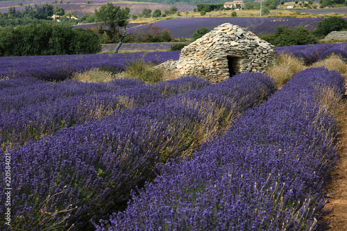 Fototapeta Naklejka Na Ścianę i Meble -  Lavendelfelder