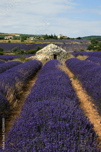 Fototapeta Naklejka Na Ścianę i Meble -  Lavendelfelder