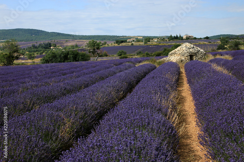 Fototapeta Naklejka Na Ścianę i Meble -  Lavendelfelder