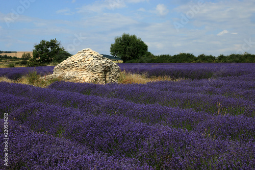 Fototapeta Naklejka Na Ścianę i Meble -  Lavendelfelder