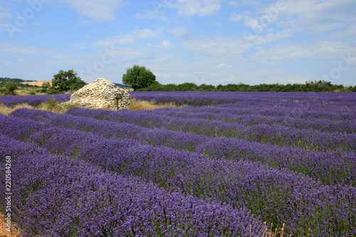Fototapeta Naklejka Na Ścianę i Meble -  Lavendelfelder