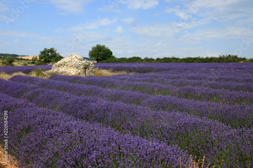 Fototapeta Naklejka Na Ścianę i Meble -  Lavendelfelder