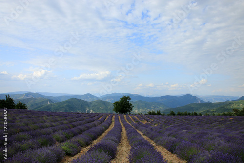 Fototapeta Naklejka Na Ścianę i Meble -  Lavendelfelder