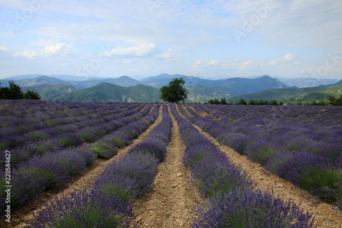 Fototapeta Naklejka Na Ścianę i Meble -  Lavendelfelder