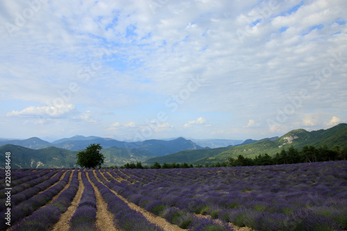 Fototapeta Naklejka Na Ścianę i Meble -  Lavendelfelder