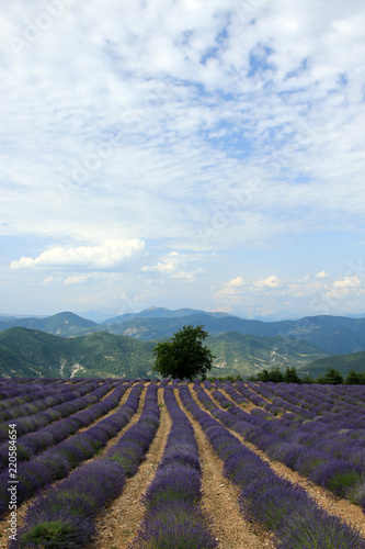 Fototapeta Naklejka Na Ścianę i Meble -  Lavendelfelder