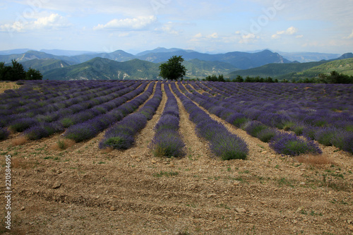 Fototapeta Naklejka Na Ścianę i Meble -  Lavendelfelder