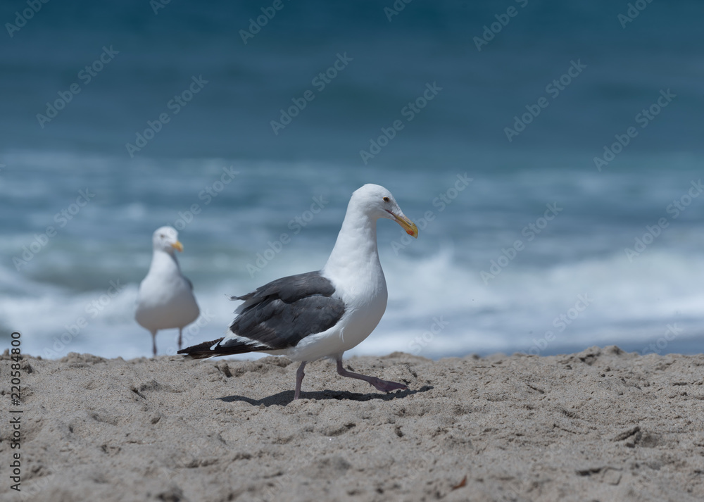 Seagulls at the beach in Malibu, California Seagulls at the beach in Malibu, California