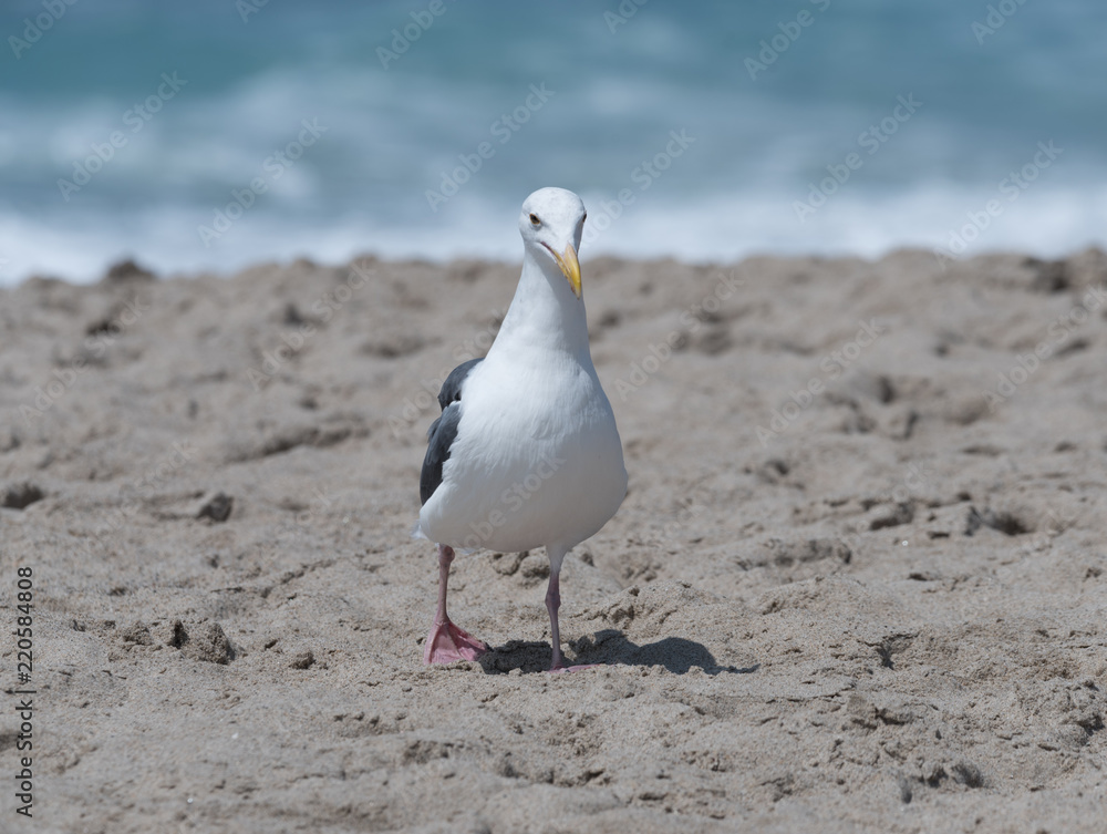 Obraz premium Seagull at the beach in Malibu, California
