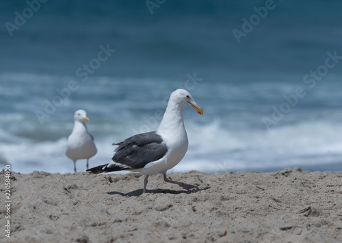 Seagulls at the beach in Malibu, California
