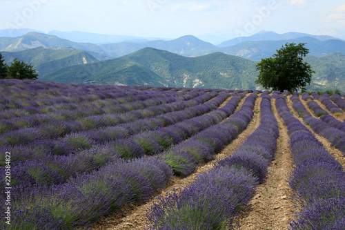 Fototapeta Naklejka Na Ścianę i Meble -  Lavendelfelder