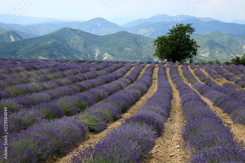 Fototapeta Naklejka Na Ścianę i Meble -  Lavendelfelder