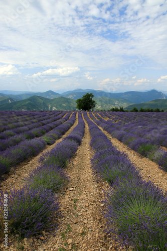 Fototapeta Naklejka Na Ścianę i Meble -  Lavendelfelder