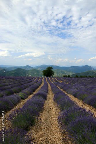 Fototapeta Naklejka Na Ścianę i Meble -  Lavendelfelder