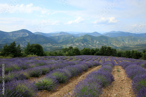 Fototapeta Naklejka Na Ścianę i Meble -  Lavendelfelder