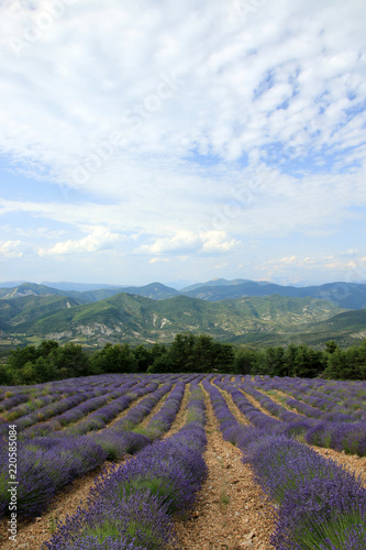 Fototapeta Naklejka Na Ścianę i Meble -  Lavendelfelder