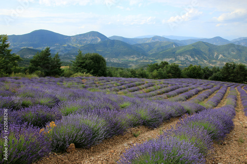 Fototapeta Naklejka Na Ścianę i Meble -  Lavendelfelder