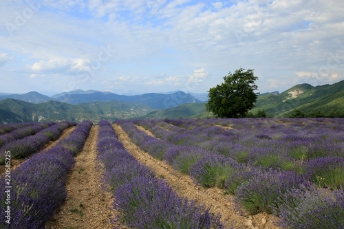 Fototapeta Naklejka Na Ścianę i Meble -  Lavendelfelder