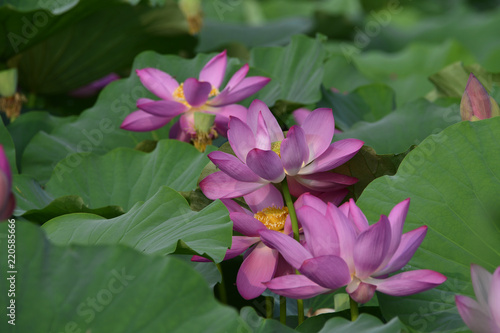 Blooming lotus flowers in the park