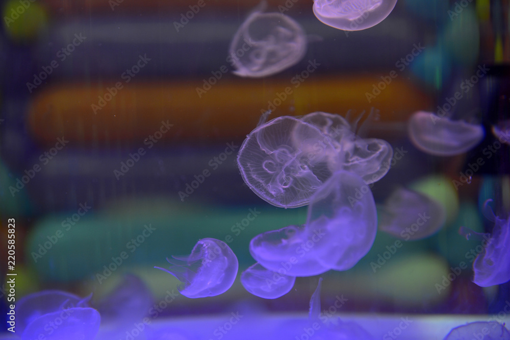 The beautiful jellyfish The beautiful jellyfish